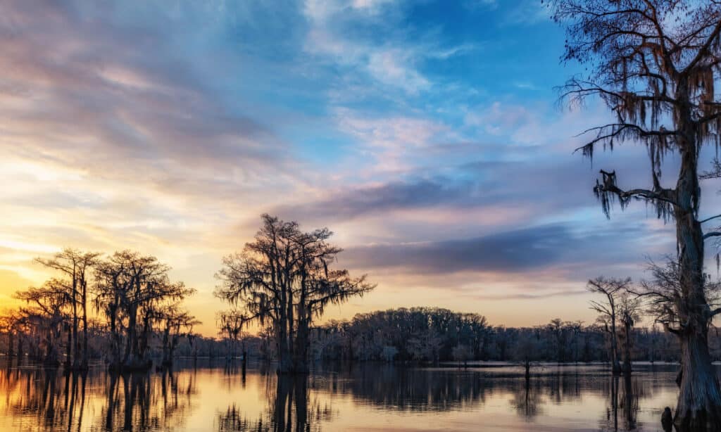 Caddo Lago Luisiana