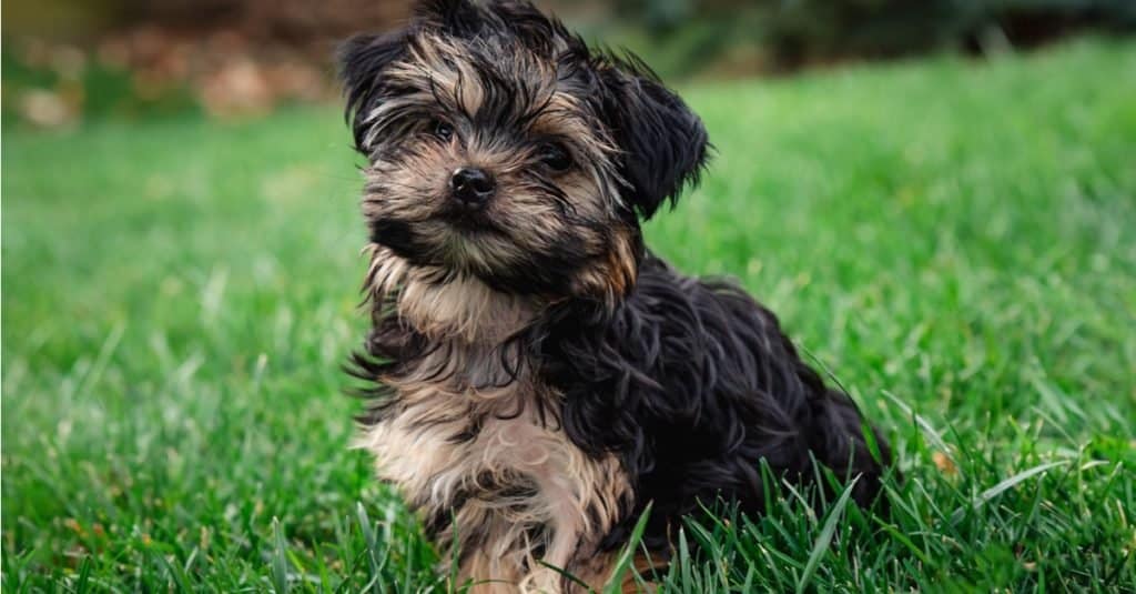 Primo piano di un simpatico cucciolo Morkie tazza da tè fuori sull'erba