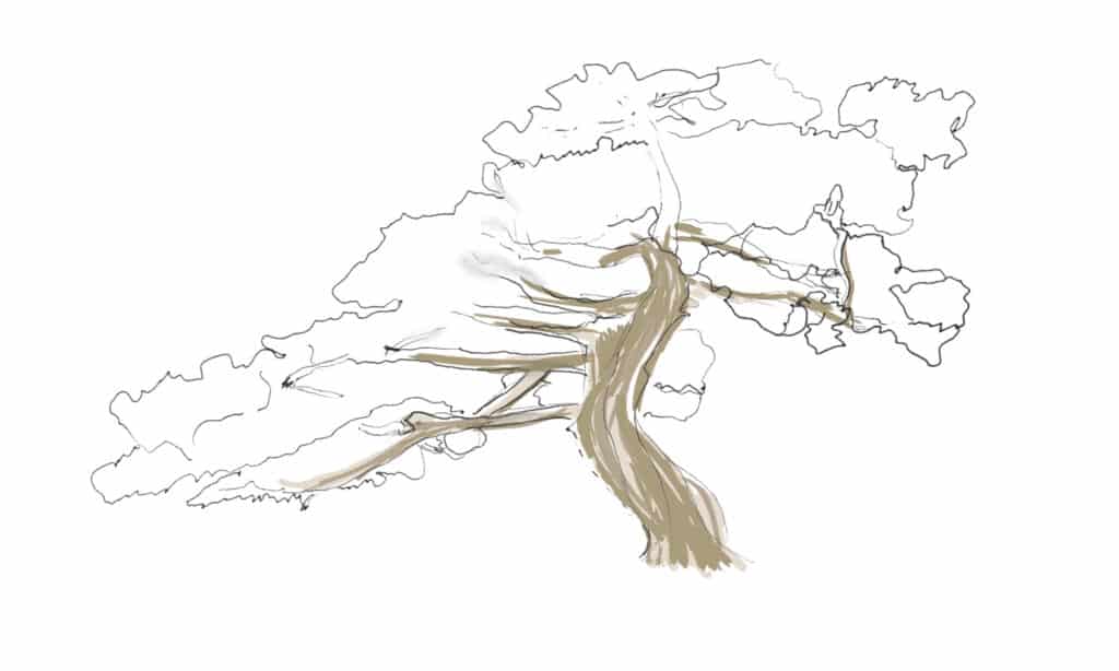 contorno albero con colore di base