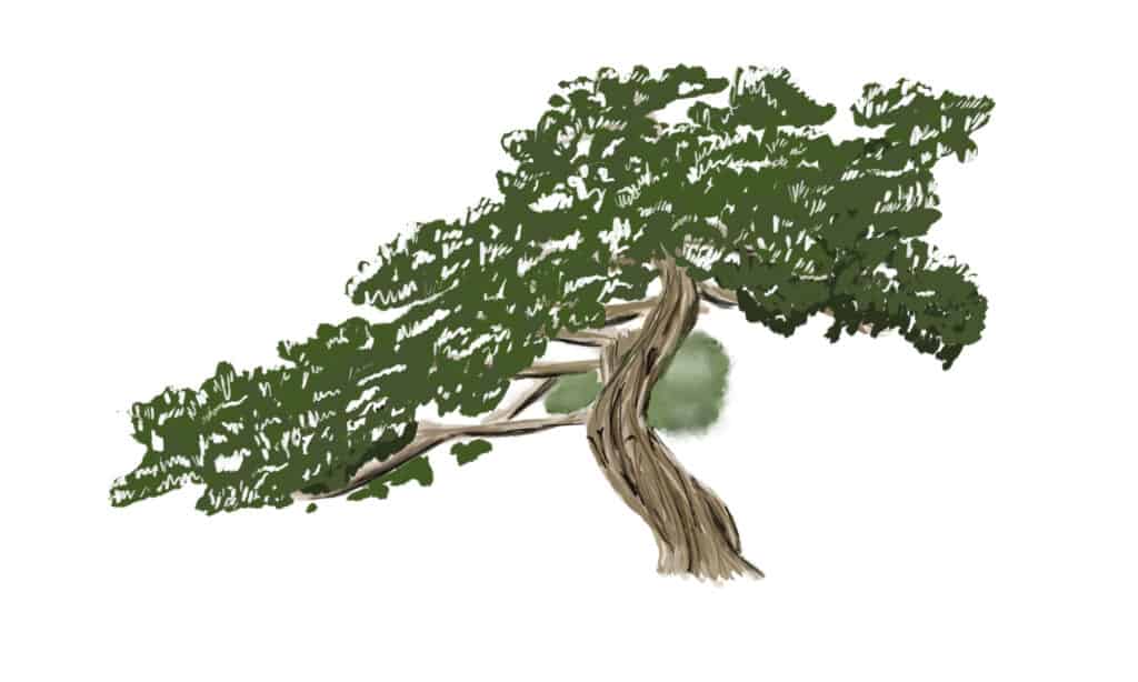 Disegno di aghi di pino