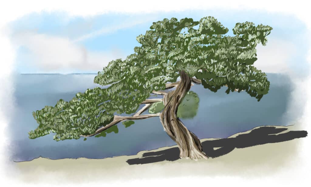 disegno finito dell'albero di pino