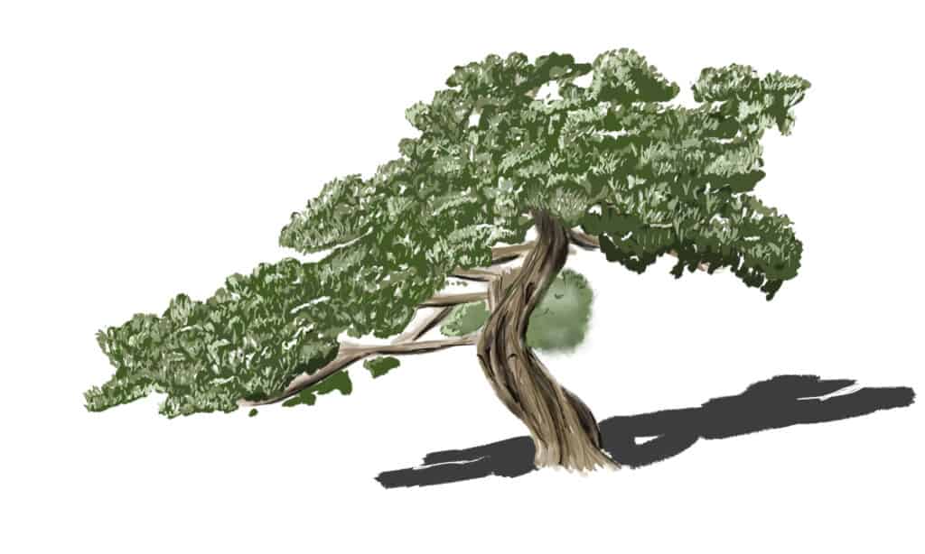 Più ombreggiatura per l'albero
