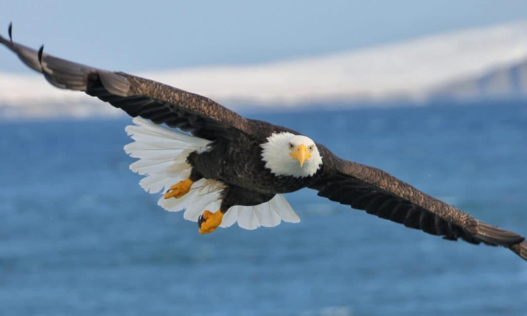Aquila calva che sorvola un lago.