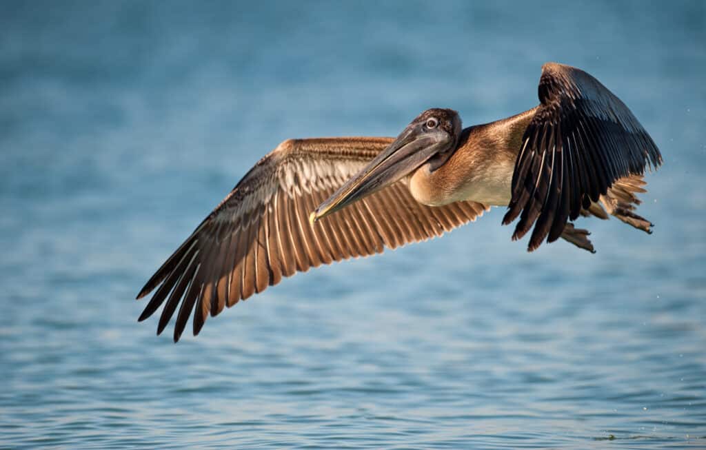 Pellicano bruno in volo
