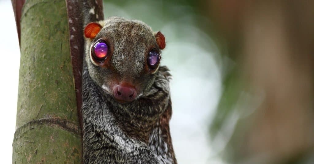 Colugo, lemure volante nel deserto, seduto contro un albero.