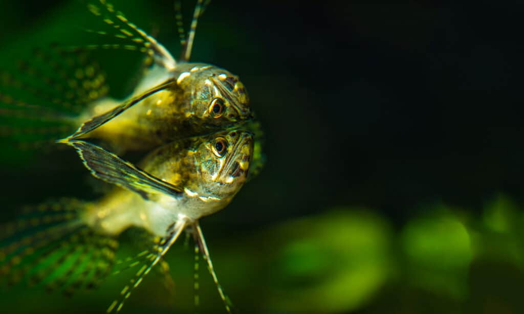 Pesce farfalla d'acqua dolce