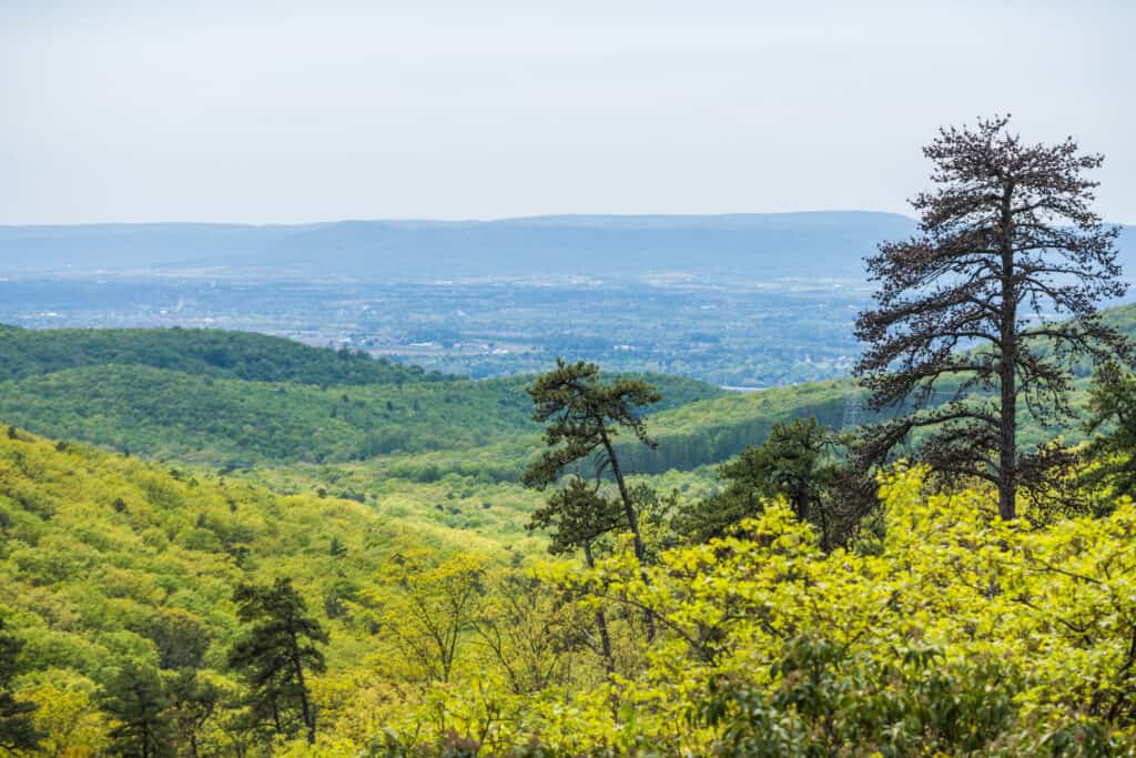 Foresta demaniale di Michaux