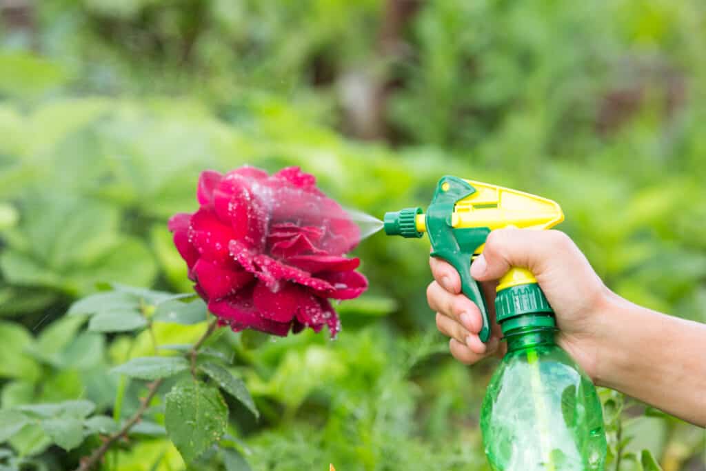 sbarazzarsi degli afidi sulle rose durante la notte