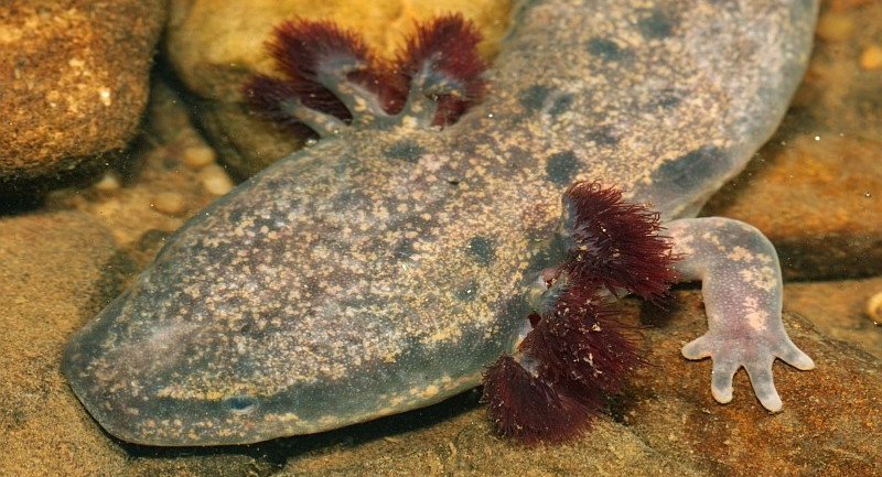 Primo piano del cucciolo di fango.  Il Common Mudpuppy è uno degli animali più grandi del North Dakota.