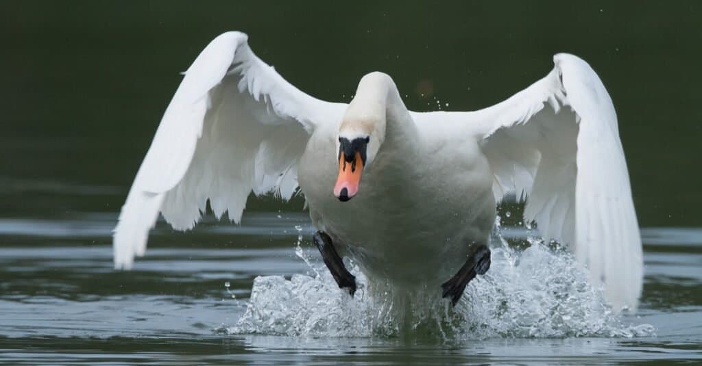 Gli uccelli più pericolosi