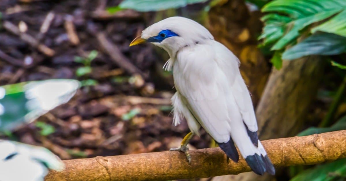 bali myna uccello nel bosco