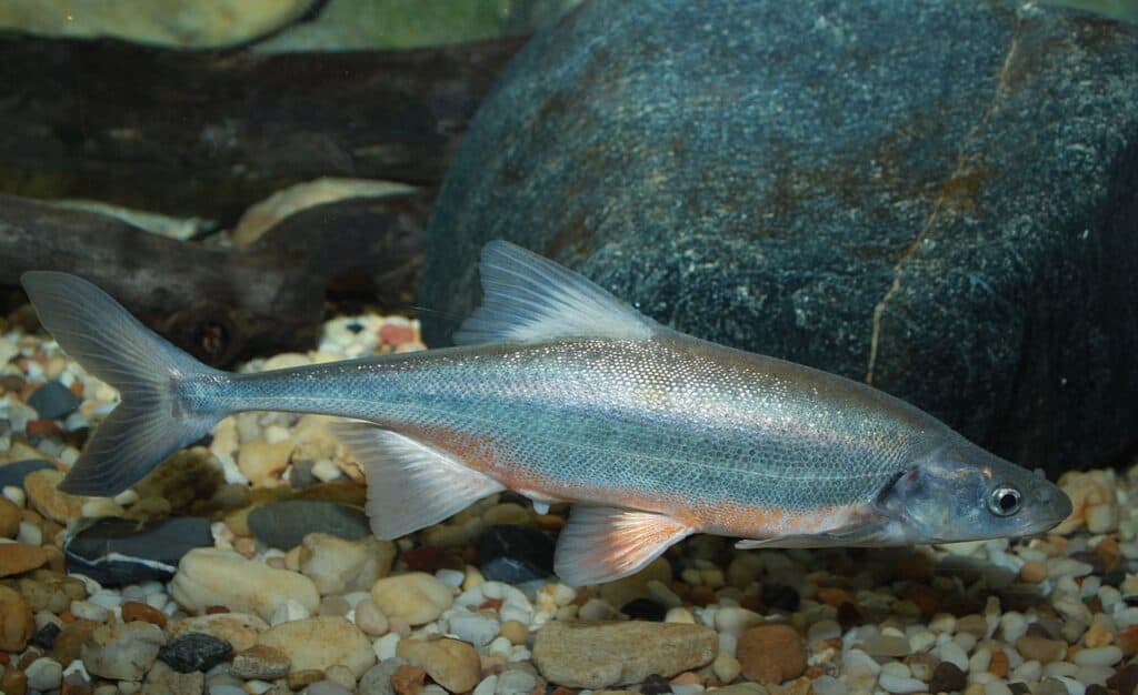 Cavedano coda di bue (Gila elegans)
