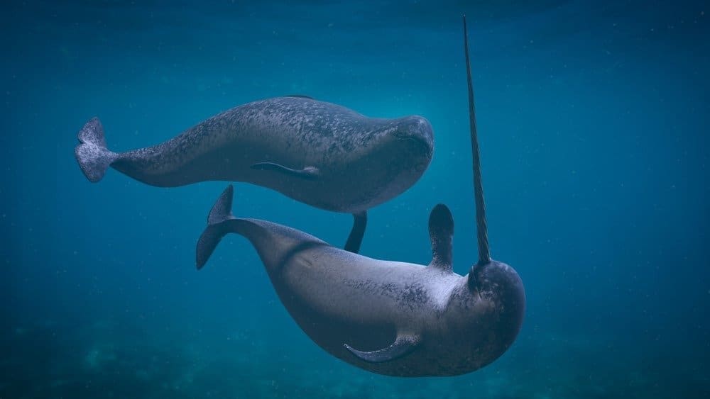 Coppia Narwhal, due Monodon monoceros che giocano nell'oceano
