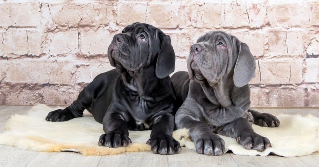 Cuccioli grigi, neri e marroni, Mastino Napoletano