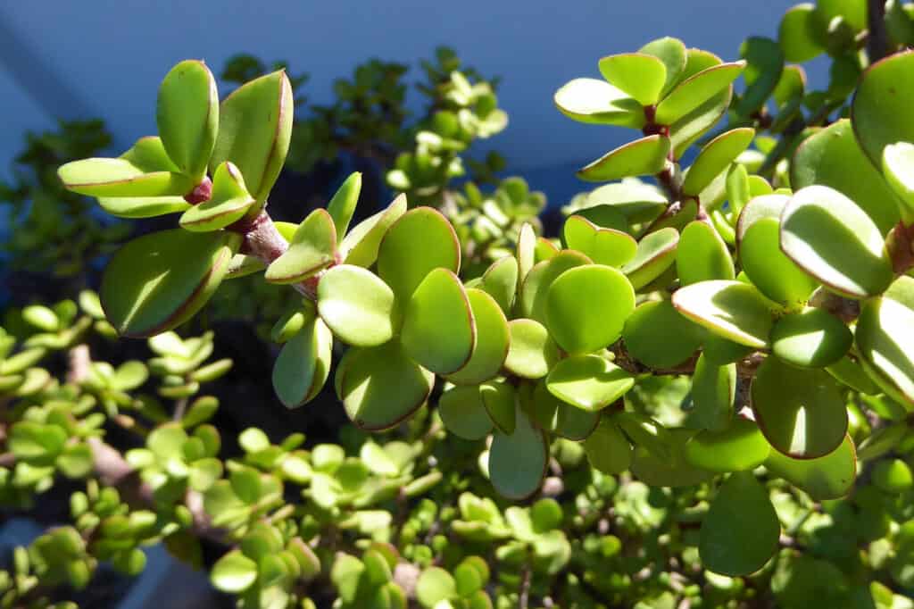 Spekboom è una pianta succulenta originaria della provincia del Capo Orientale in Sud Africa