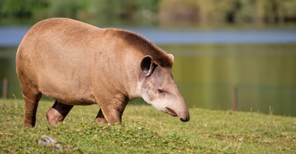 animali dal naso grosso: il tapiro