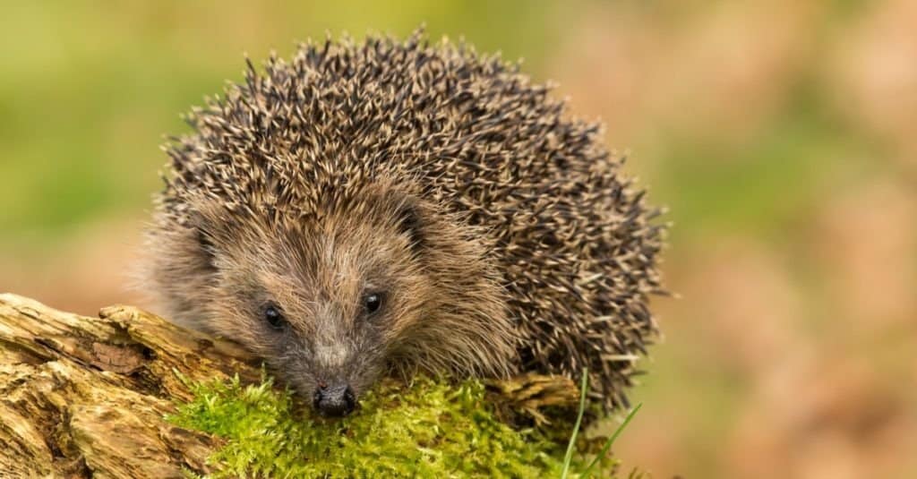 Riccio, riccio europeo nativo e selvaggio sul ceppo coperto di muschio verde