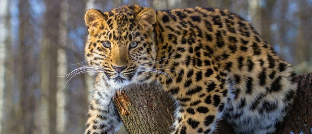 Animale più raro: il leopardo dell'Amur