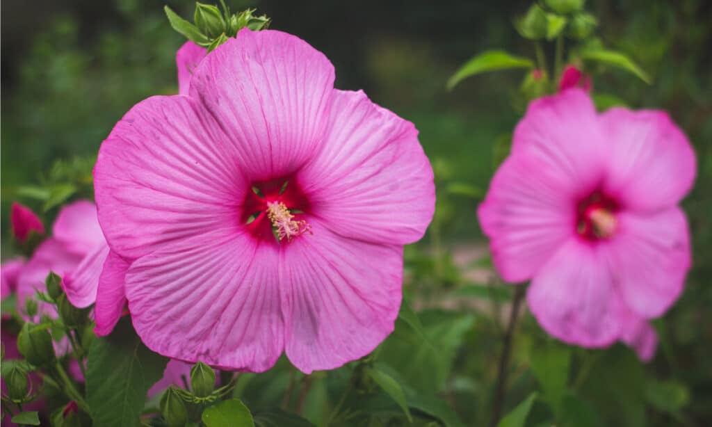 Hibiscus Moscheutos
