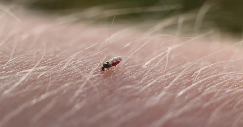 No vedi Um, un moscerino scozzese che succhia sangue da un braccio umano.