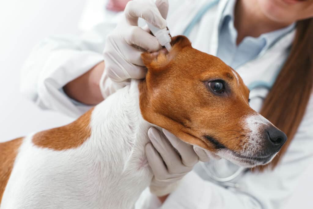 Un Jack Russell terrier riceve un trattamento per le orecchie in una clinica veterinaria