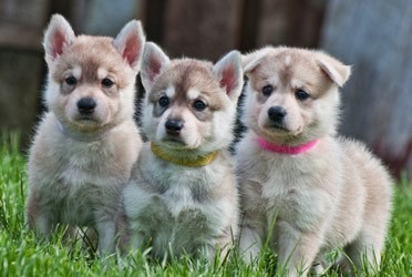 Cuccioli di cane Inuit del Nord