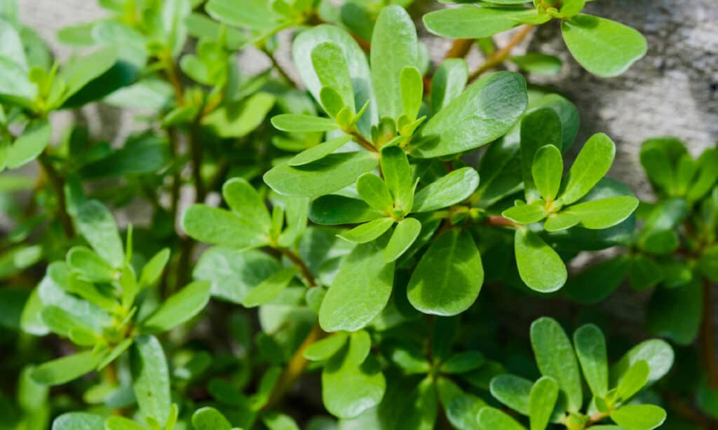 Portulaca