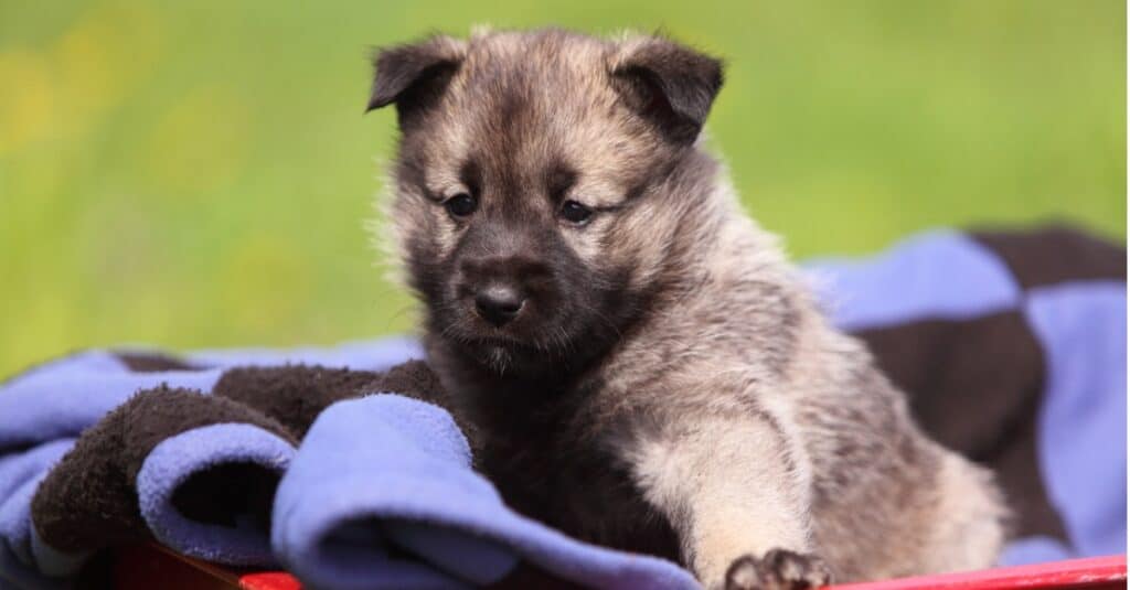 Cucciolo di Elkhound norvegese