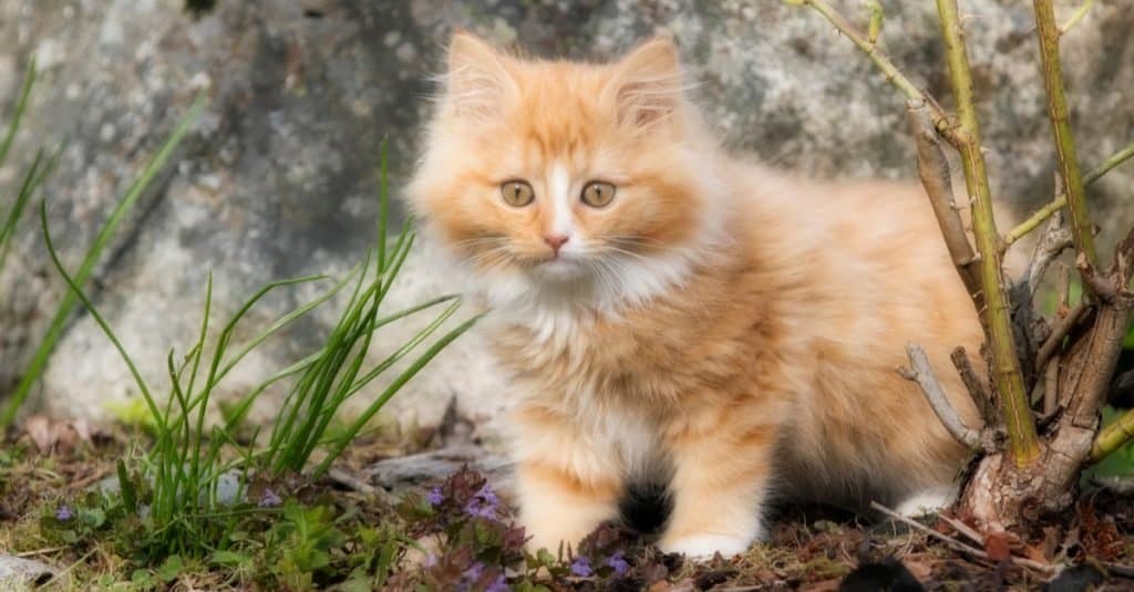 Gattino sveglio del gatto delle foreste norvegesi che gioca fuori.