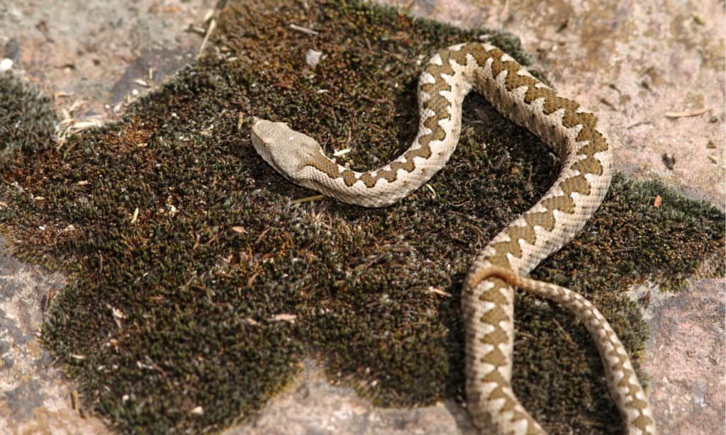 Una giovane vipera cornuta dal naso (Vipera ammodytes) che si crogiola su una pietra ricoperta di muschio. Le vipere cornute dal naso danno alla luce una cucciolata da uno a 20 serpenti.