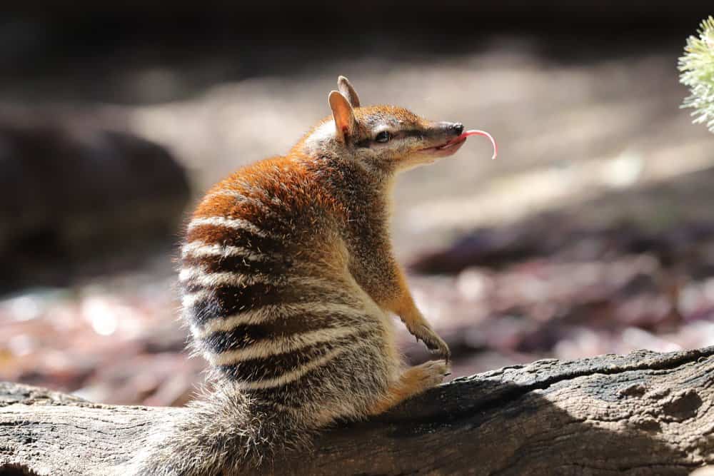 Numbat (Myrmecobius Fasciatus) - seduto sulla roccia