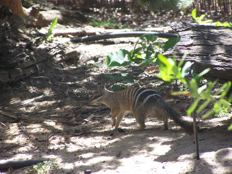 Numbat in una foresta.