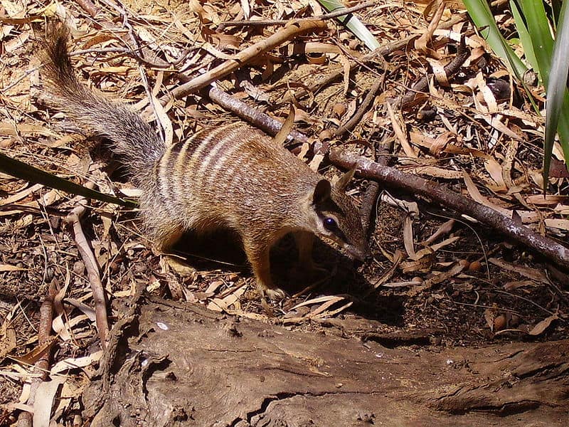 Numbat per ceppo.