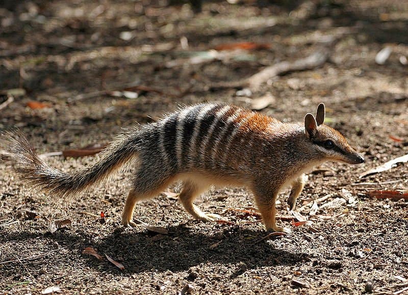 Numbat che cammina.