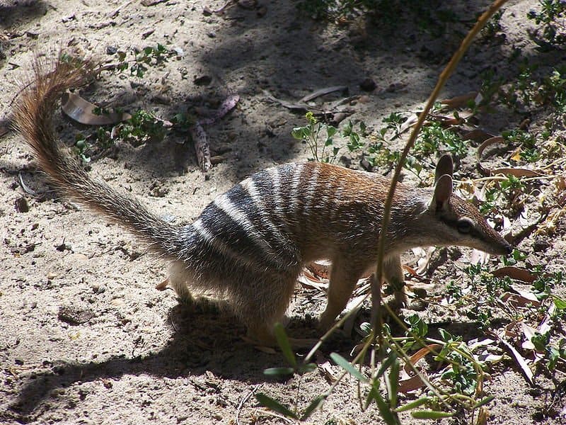 Numbat che cammina per terra