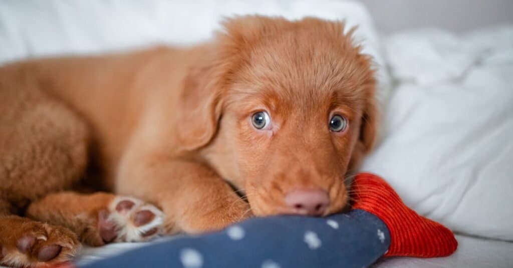 Un simpatico cucciolo di Nova Scotia Duck Tolling Retriever sdraiato su un letto.