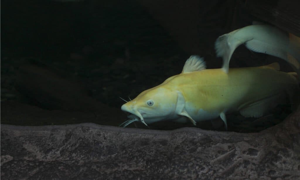 Pesce gatto blu
