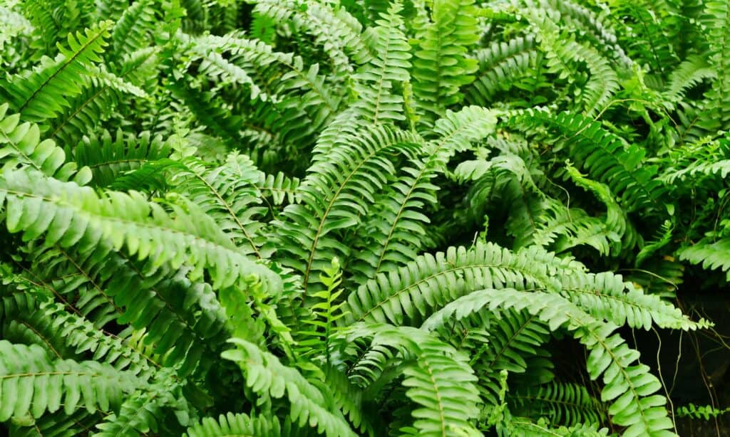 Kimberly Queen Fern contro Boston Fern