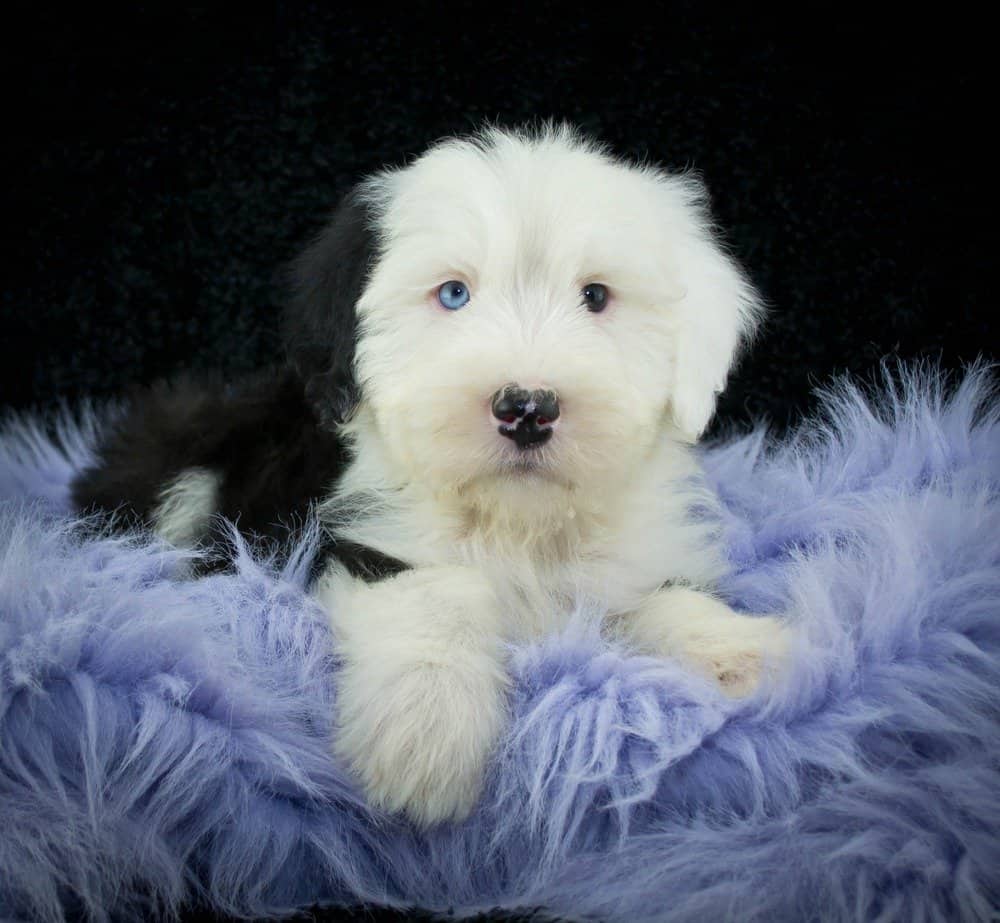 vecchio cucciolo di cane pastore inglese