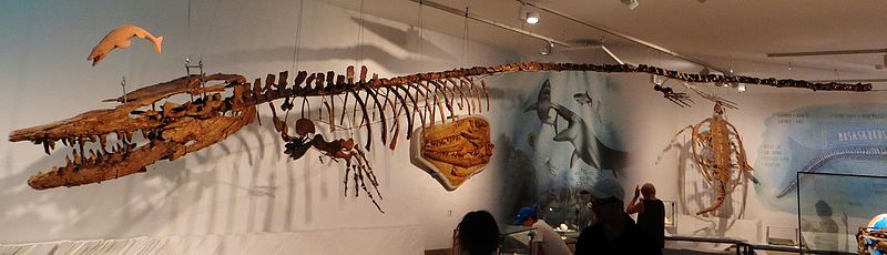 hainosauro