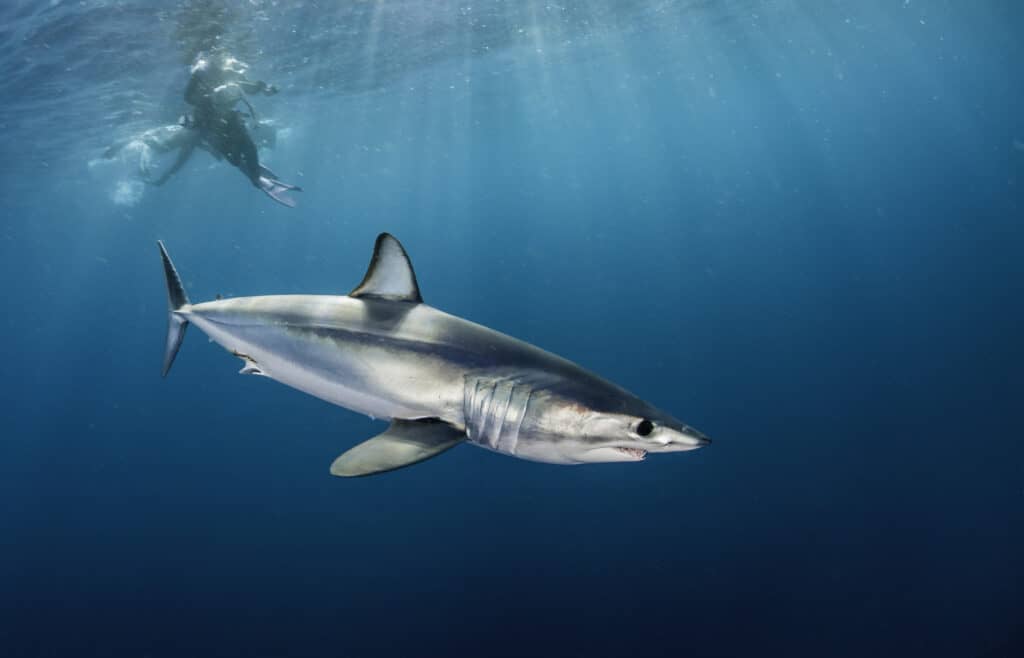 lo squalo più veloce del mondo è lo squalo mako pinna corta che raggiunge una velocità massima di 46 miglia all'ora