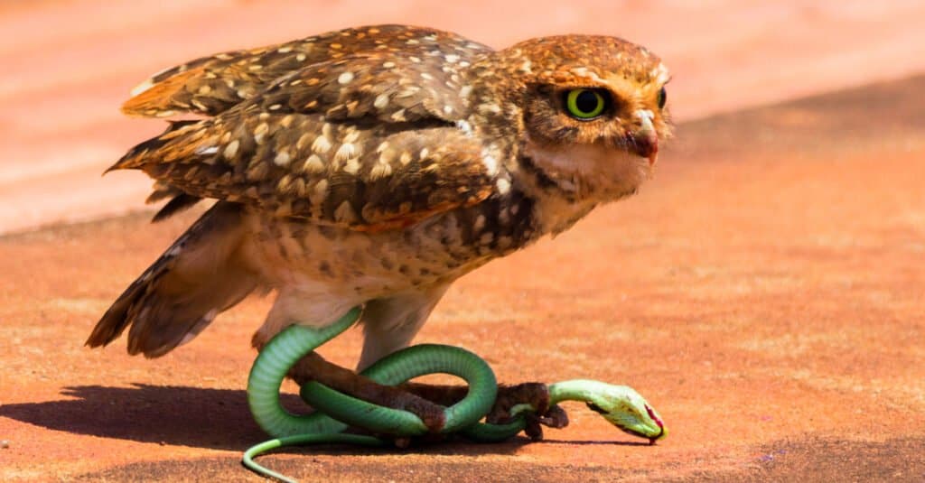 Civetta delle tane e la sua preda, il serpente verde.