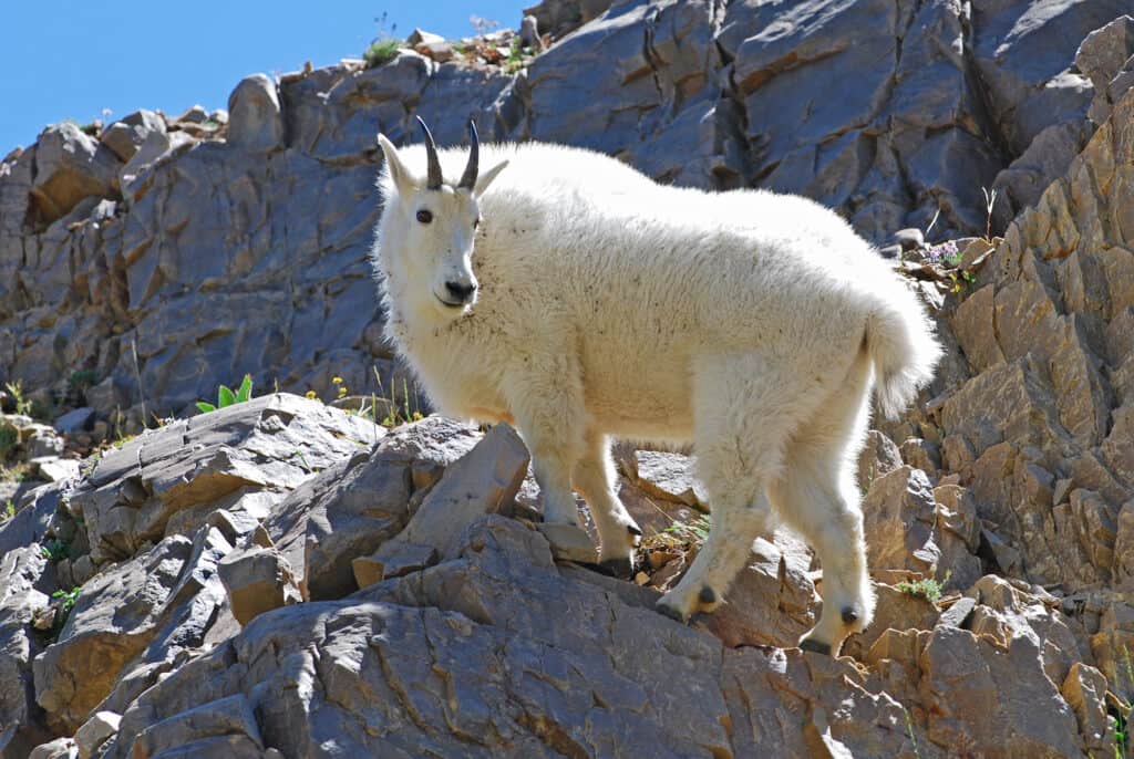 Capre di montagna nello Utah