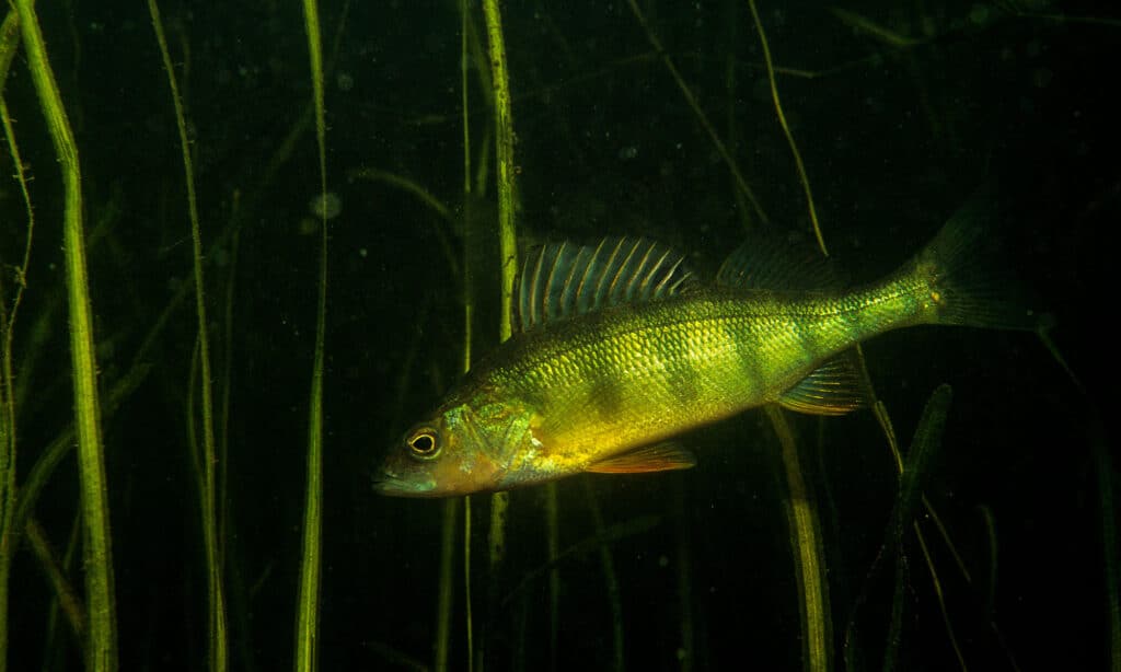Pesce Persico Giallo