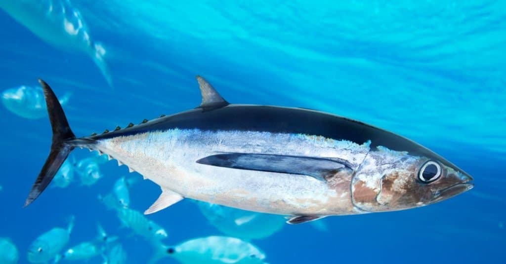 Tonno Albacore, Thunnus alalunga sott'acqua nell'oceano