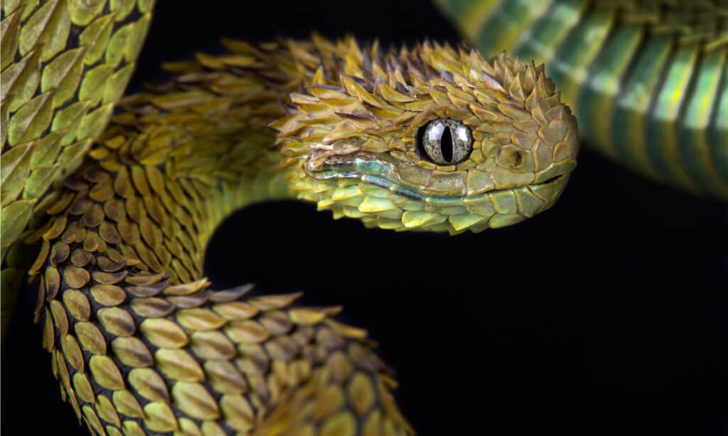 vipera pelosa