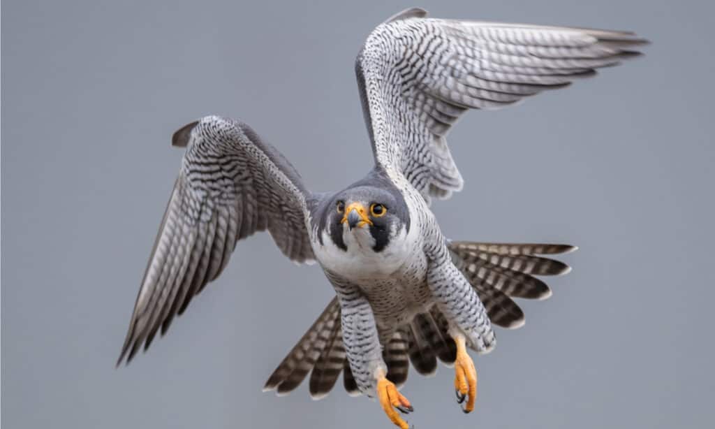 Falco pellegrino in volo