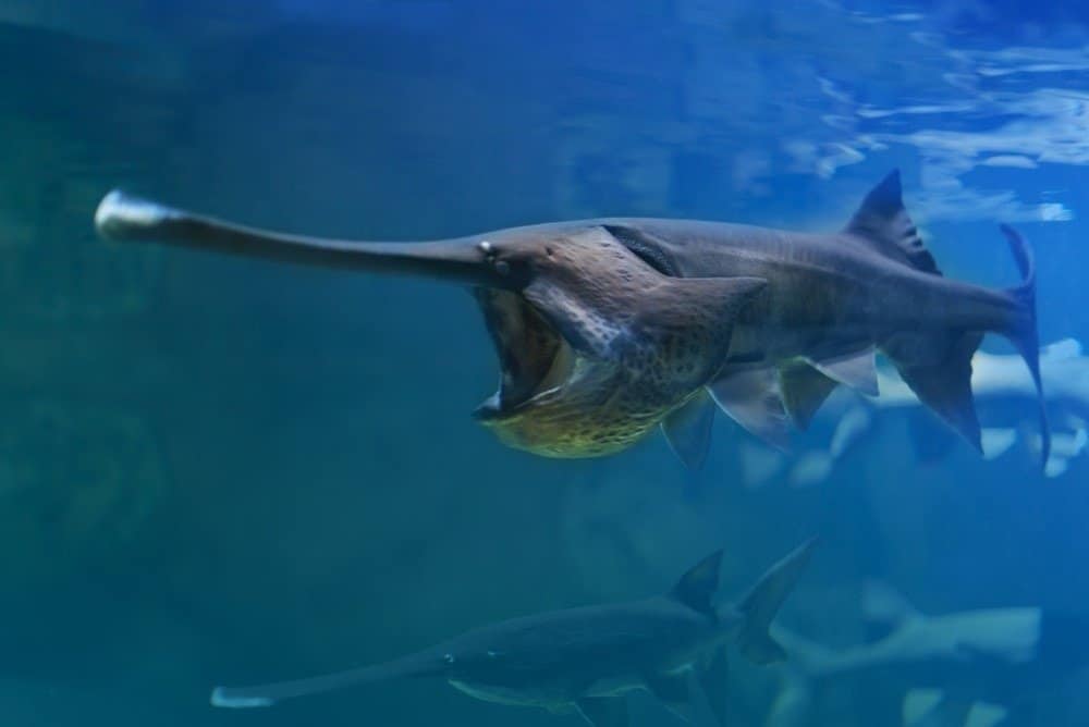 Il pesce spatola cinese nuota a bocca aperta.