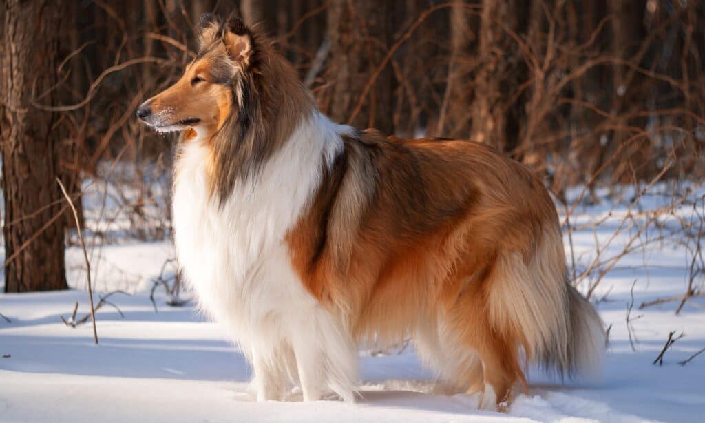 Rough Collie nella neve
