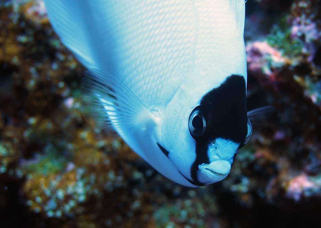 Colpo alla testa di un pesce angelo mascherato
